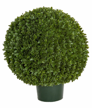 Japanese Boxwood Ball Topiary  26 Inch height x 23 Inch Ball Width